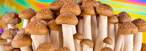 how to grow your own psilocybin mushrooms